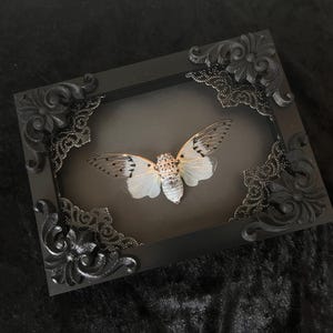 May include: A framed insect display featuring a cicada with translucent wings and a patterned body. The insect is set against a dark background within a black, ornate frame with decorative corner accents. The frame has a rectangular shape.