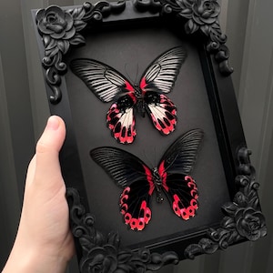 Duo Scarlet Mormon Butterfly Specimen M&F Pair Black Shadowbox Gothic Frame