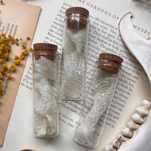 May include: Three clear glass cylindrical vials, each sealed with a brown cork stopper. Inside each vial is a piece of white, textured snake shed skin. The vials are arranged vertically, showcasing the translucent, patterned texture of the skin.