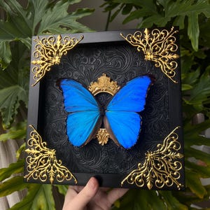 May include: A vibrant blue Morpho butterfly specimen mounted inside a square black frame. The frame features ornate gold-colored corner accents and a central gold-colored oval mount. The background inside the frame is black with a floral pattern.