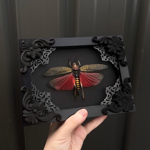 May include: A preserved insect specimen with mottled brown and vibrant red wings displayed inside a black rectangular frame. The frame features ornate floral corner carvings and silver lace-like accents on the black background behind the insect.