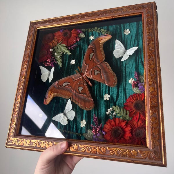 Atlas Moth & Albatross Butterflies Floral Ornate Square Frame