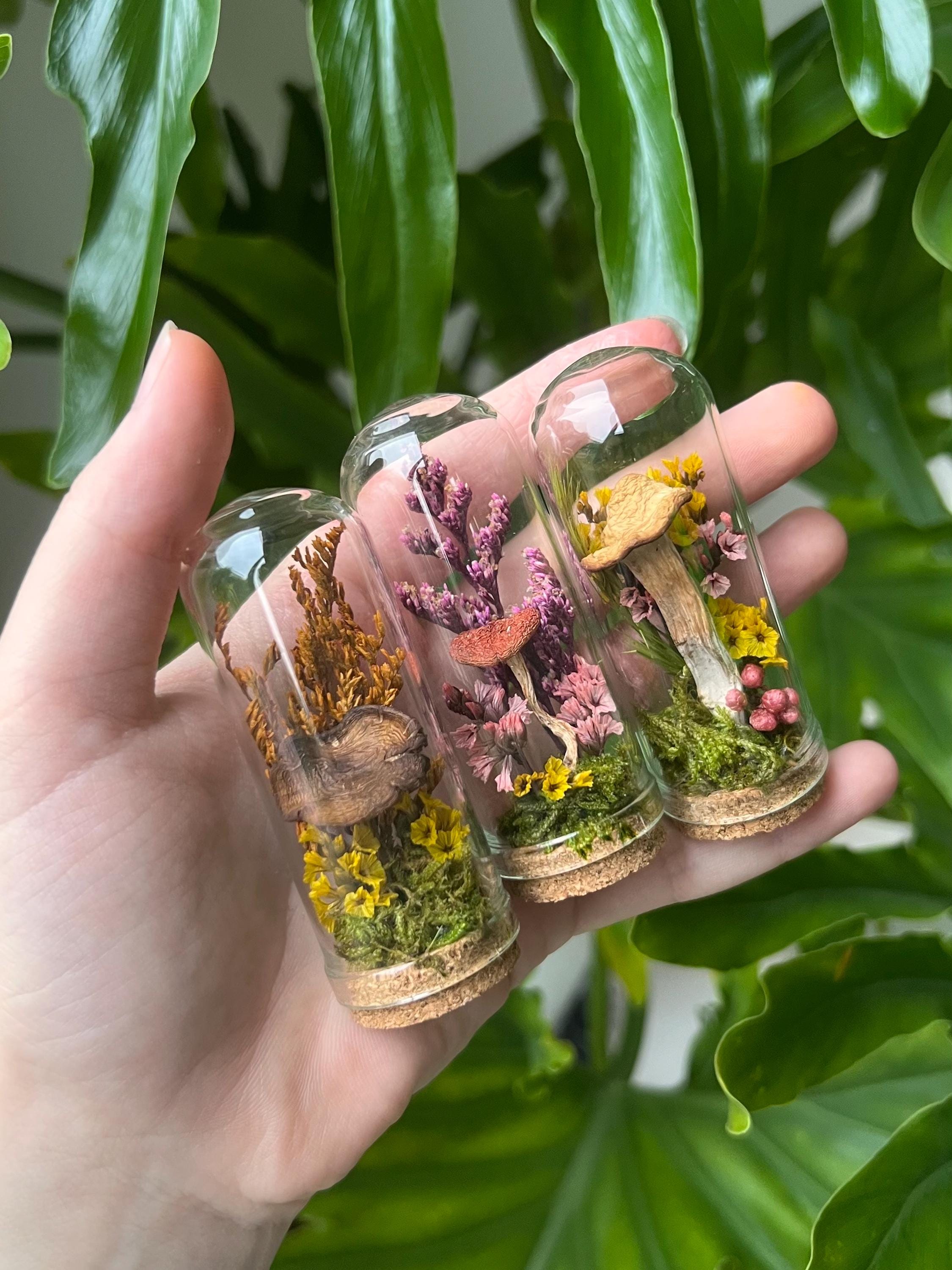 Real Preserved Mini Mushroom Domes