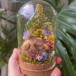 May include: A glass dome terrarium with a cork base containing a large brown snail shell, a small blue beetle, a butterfly, two tiny starfish, purple and yellow dried flowers, green moss, and a small purple crystal point arranged inside.