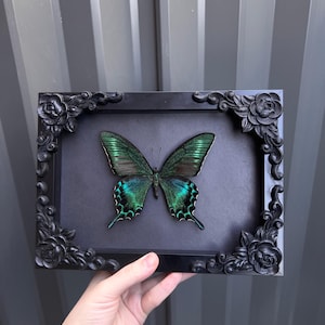May include: A framed butterfly with iridescent green and teal wings. The butterfly is centered on a black background within a black, ornate frame with floral corner details. The frame is being held.