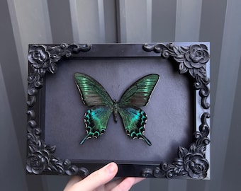 Alpine Black Swallowtail Butterfly Specimen Black Shadowbox Frame