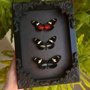 May include: A black framed display of three butterflies with black wings and red, white, and blue markings. The frame has decorative floral corner details. The background is a dark grey.