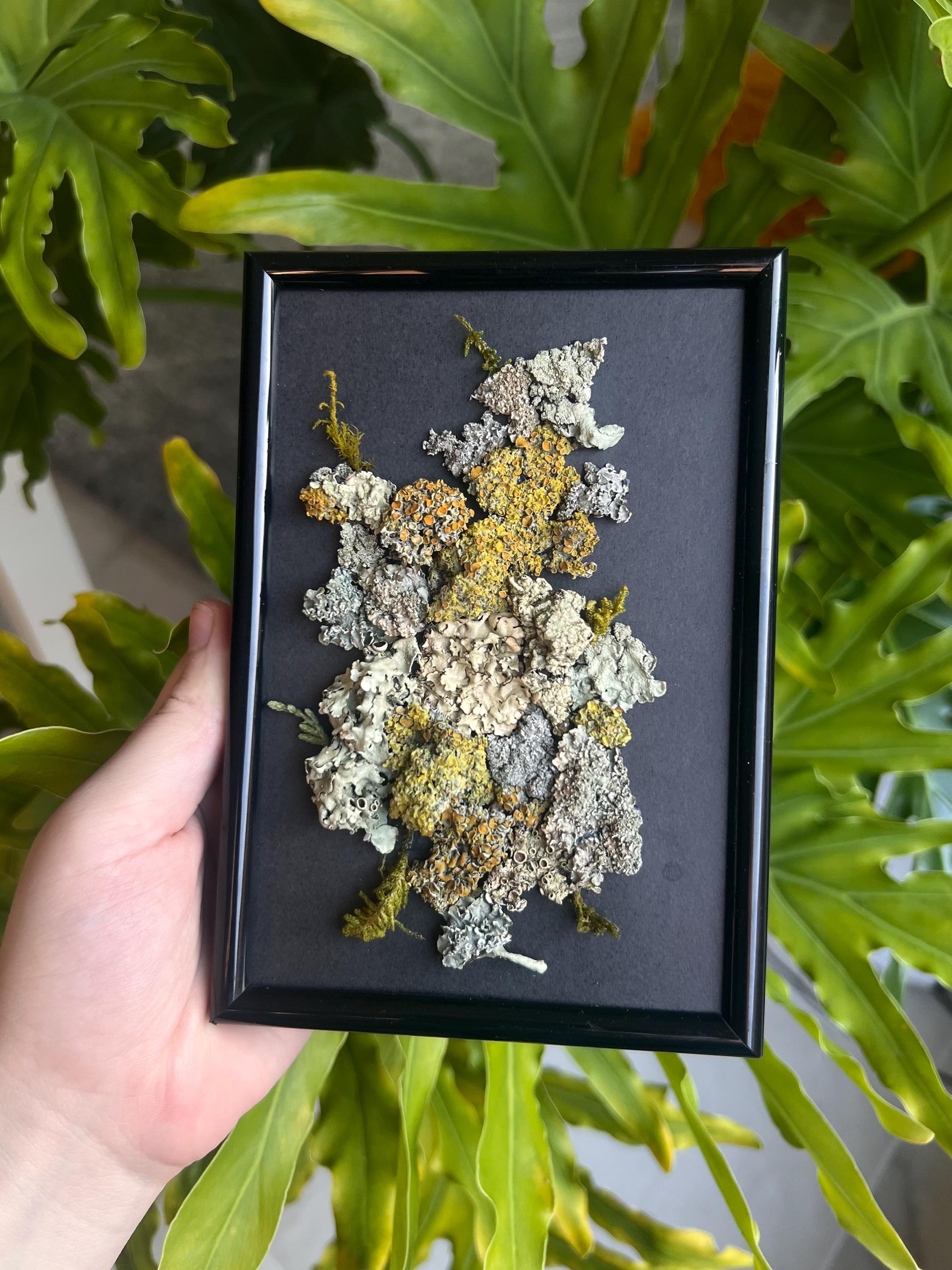 Colourful Preserved Lichen Specimen Mosaic Frame