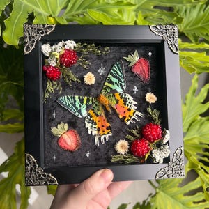 Ćma i jagody madagaskarskie, czarna, 6x6” w ramce typu shadowbox