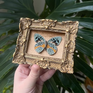 May include: A preserved butterfly specimen with light blue wings, black spots, and orange accents, mounted inside a small, rectangular, ornate gold-coloured frame with a textured metallic finish and intricate relief detailing on the border.