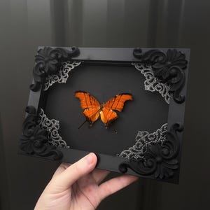 以下が含まれることがあります： 黒い縞模様のあるオレンジ色の蝶の標本が、長方形の黒い額縁に収められています。額縁には黒い装飾的なコーナー彫刻と銀色のフィリグリーのアクセントが施されており、黒い背景とのコントラストが際立つディスプレイ用の作品です。