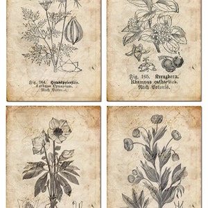 Floreale botanico vintage, piante, vecchia carta, disegno, set di 4 - download digitale