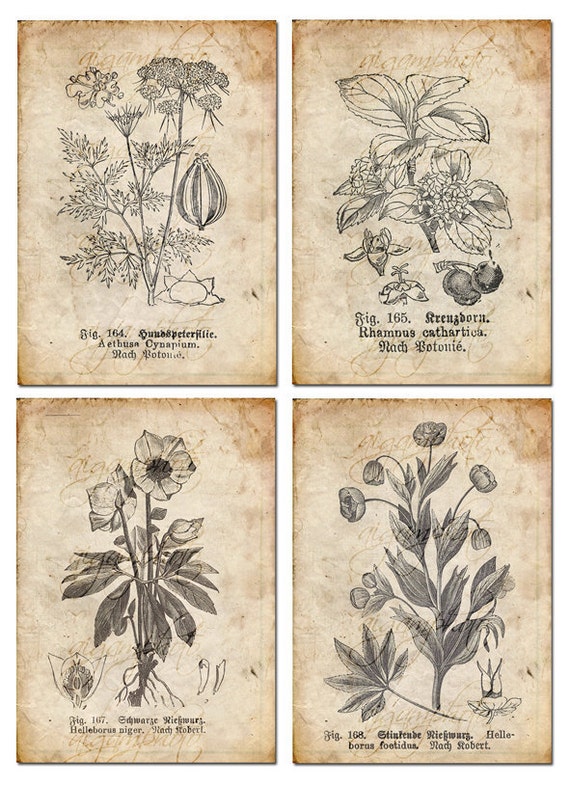 Bundle of elegant botanical drawings sunflower Vector Image