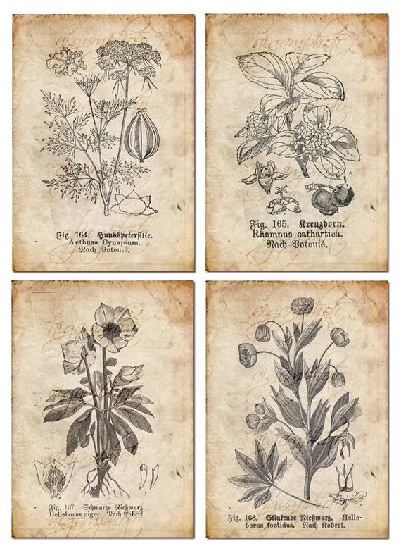 洋書 ボタニカルアート 60年代 アンティーク ビンテージ 植物図鑑 花イラスト イギリス アンティーク ボタニカルアート/植物画 バラ (British
