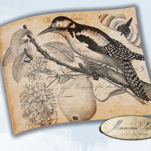 Vintage Botanical Bird Collage, Junk Journal Ephemera (Digital Collage Sheet)