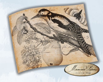 Vintage Botanical Bird Collage, Junk Journal Ephemera (Digital Collage Sheet)