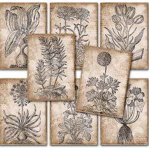 fleur botanique vintage, plantes florales printanières, cartes postales - étiquettes cadeaux, ACEO, feuille de collage numérique imprimable à télécharger et à imprimer 170