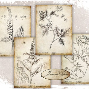 Floreale botanico vintage, piante, carta vecchia, disegno vintage, set di download digitale da 4 - 8x11 pollici
