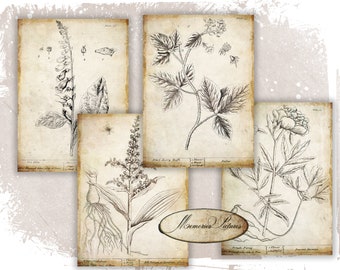 Vintage Botanical Prints Set: Floral Wall Art (8x11 Inch Digital ...