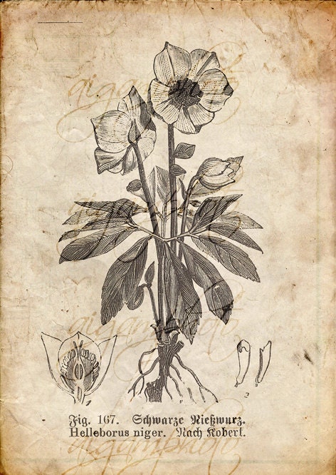 Vintage Botanical Floral, Plants, Old Paper, Drawing , Set
