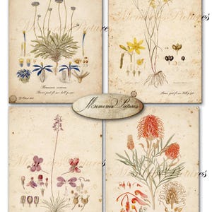 May include: Four vintage-style botanical prints featuring detailed illustrations of Brunia sericea, yellow flowers, Stylidium violaceum, and Grevillea banksii. Each print displays scientific plant drawings with text labels and a watermark reading Memories Pictures.