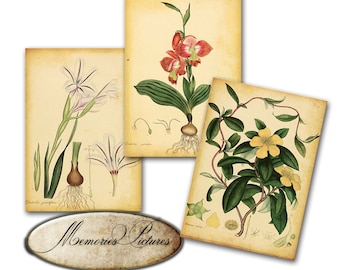 Vintage botanical flower, spring floral plants  - Gift tags, ACEO , Printable Digital Collage Sheet to Download and Print (N207)