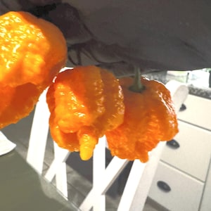 Smażone nasiona kurczaka