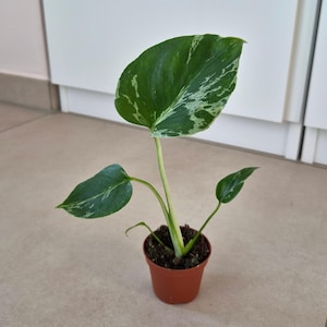 Könnte beinhalten: Eine kleine panaschierte Monstera-Pflanze mit drei markanten Blättern, die dunkelgrüne und cremeweiße Muster aufweisen. Die Pflanze steht in einem einfachen, runden, terrakottafarbenen Kunststofftopf, der mit dunkler Blumenerde gefüllt ist.