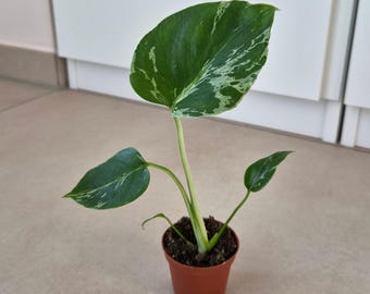 Monstera Bulbasaur Variegata – seltene panaschierte Jungpflanze im 6cm Topf