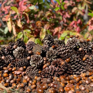 May include: A collection of brown pine cones and acorns. The pine cones vary in size and shape, with some open and some closed. The acorns are small and round, with brown caps. The background features colorful autumn leaves.