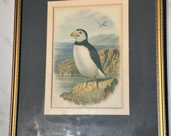 アンティークのパフィン版画、1870年代のクロモリトグラフ、ビクトリア朝時代の鳥類学、沿岸美術