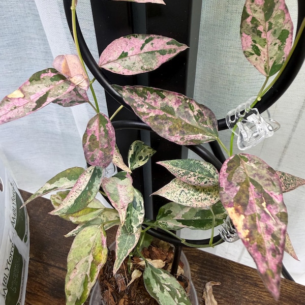 Dregea Sinesis Pink Variegated