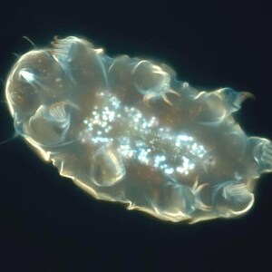 May include: A translucent, abstract form with a rounded shape and multiple appendages. The image features a central cluster of small, bright white dots, set against a dark background. The overall appearance suggests a microscopic organism.
