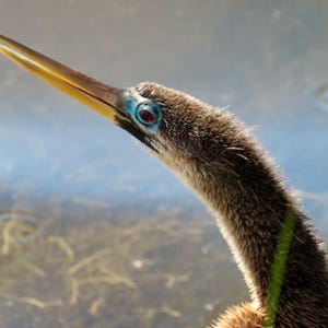 Peut inclure: Gros plan sur la tête et le cou d'un anhinga. L'oiseau a un long bec jaune pointu, un cercle oculaire bleu et des plumes brun foncé. L'arrière-plan est un flou d'eau et de ciel.