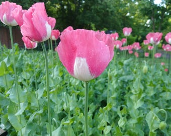 Genuine Afghan Galania Poppy Seeds - 1500 Count (Cold Stratified)
