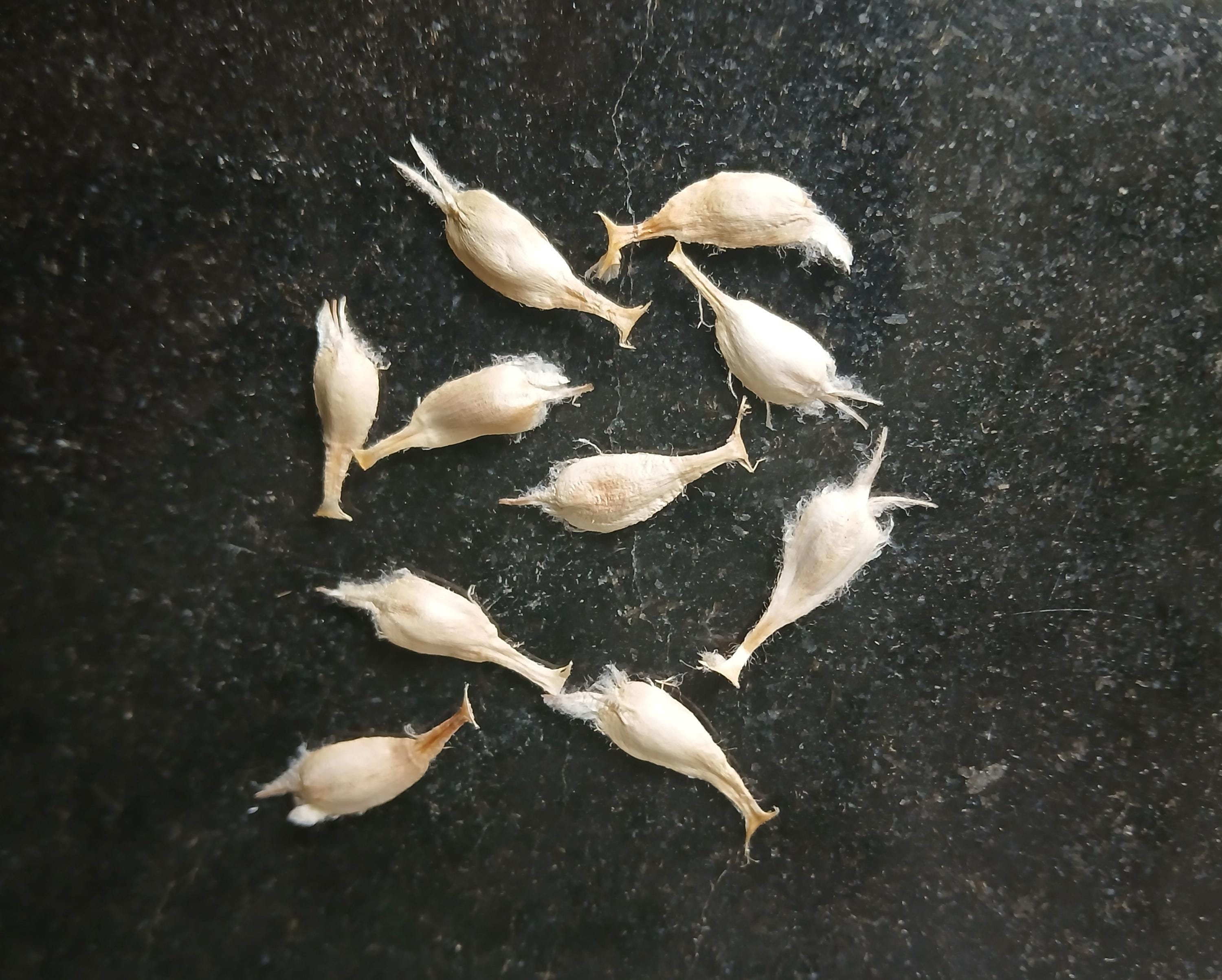 Welwitschia Mirabilis Seeds - Etsy