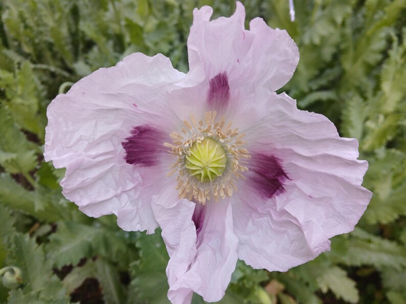 Small Ruffled Poppy English Pharma Poppy Seeds - 500 Count (cold Stratified) - Etsy