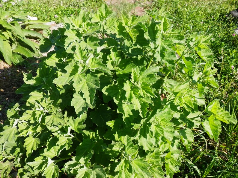 Dried Marshmallow Leaf Etsy