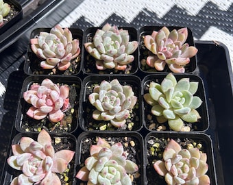 Echeveria, Rare Succulent babies, Hardy, imported