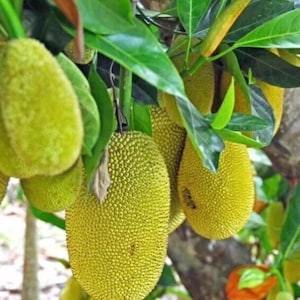 May include: Close-up of a jackfruit tree with several large, textured, yellow-green jackfruits hanging from branches. The image also shows vibrant green leaves and parts of the tree trunk.