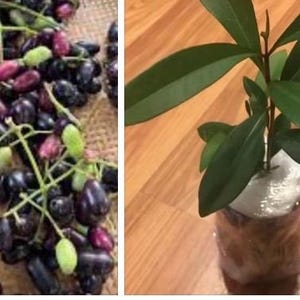 May include: A collection of oval-shaped jamun fruits in varying stages of ripeness, ranging from light green to deep purple, alongside a small green plant with pointed leaves rooted in a clear plastic container with a white top.