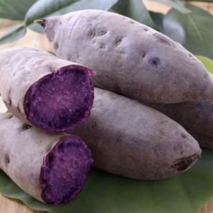 10 Purple Sweet potato Slips - Cuttings Sweet Potato Plants