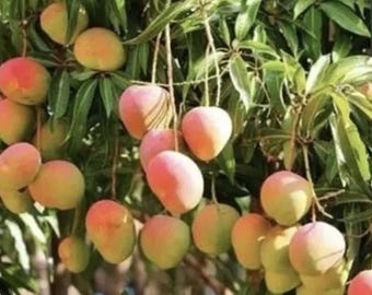 Op de afbeelding: Een close-up van een mangoboom vol rijpe mango's. De mango's vertonen een kleurengradiënt van groen naar geel en rood. De bladeren zijn diepgroen en de mango's hangen aan dunne stelen.