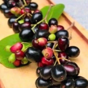 May include: Close-up of a cluster of java plums, also known as jambul or jamun. The fruit varies in color from deep purple to red and green, with a glossy, smooth skin. The plums are arranged on a wooden surface with green leaves.