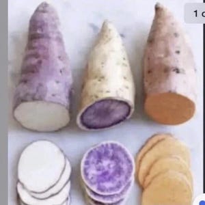 Variety Sweet potato Slips(15 Slips) Beauregard + Japanese Red + Okinawa