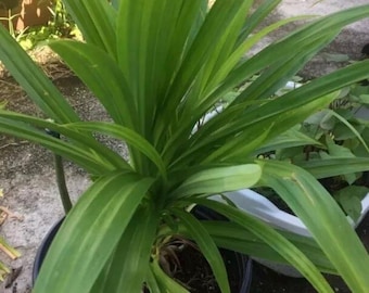 A  Pandan leaves Live Plant(lá Dứa) 6”- 12” Organically Grow/ Plant Collection