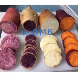 May include: An assortment of sweet potatoes, some whole and others sliced, showcasing their varied colors. The image includes purple, orange, and white varieties, with the cut sections revealing the vibrant interior textures. The sweet potatoes are arranged on a white surface.