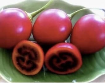 3”-8” Tamarillo Tomato Tree  Plant/ Cyphomandra Betacea, Cà Chua Thân Gỗ