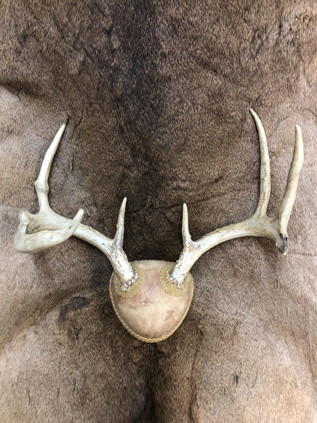 Deer Skull Cap Mountnull