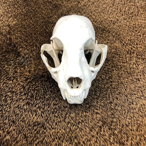 Bobcat Skull - Etsy